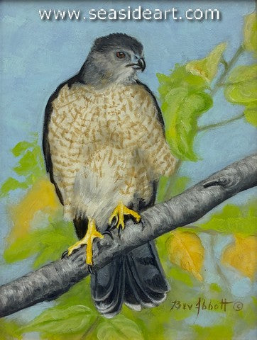 Cooper's Hawk