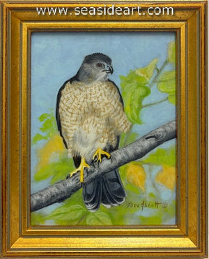 Cooper's Hawk