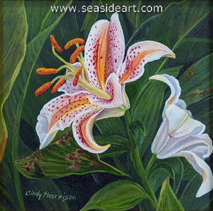 Harrison-Emerging Lily