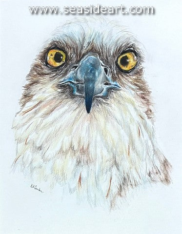 Gerber-Eyes (Osprey)