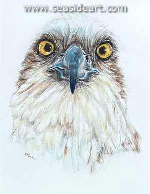 Gerber-Eyes (Osprey)