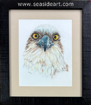 Gerber-Eyes (Osprey)