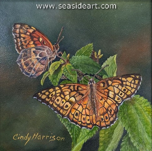 Harrison-Fritillary Butterflies
