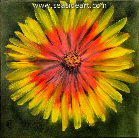 Gaillardia, OBX Native