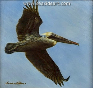 Gliding (Brown Pelican)