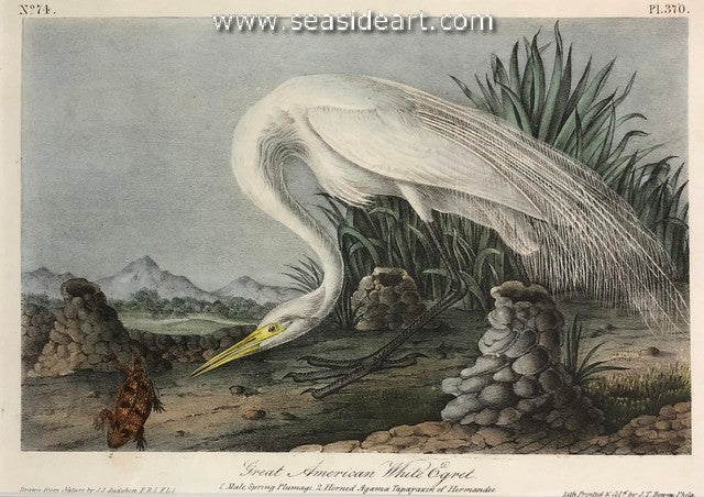 Great American White Egret