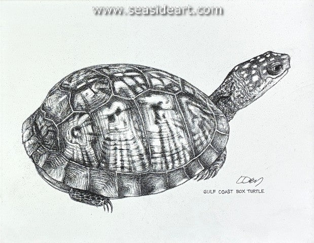 Dey-Gulf Coast Box Turtle