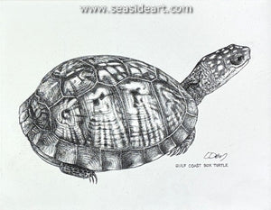Dey-Gulf Coast Box Turtle