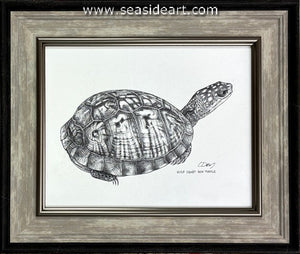 Dey-Gulf Coast Box Turtle