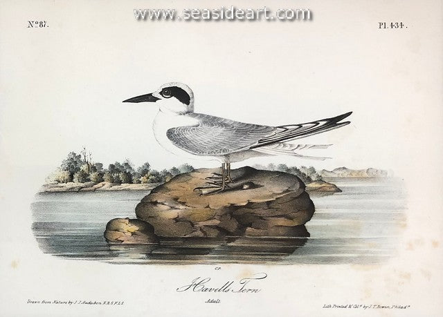 Havell's Tern