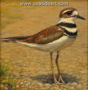 Goll-Kentucky Killdeer