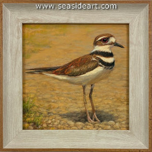 Goll-Kentucky Killdeer