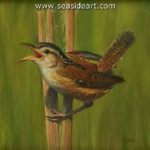 Marsh Wren