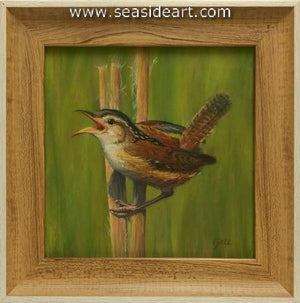 Marsh Wren