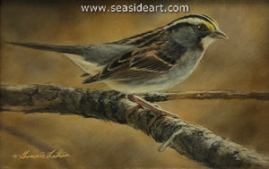 Moments Pause (White throated Sparrow)