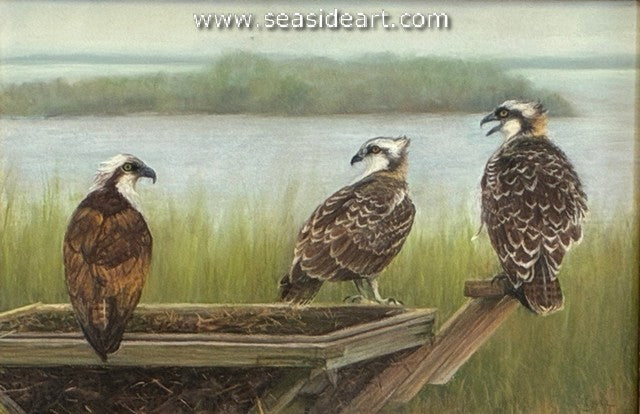 Osprey and Fledglings