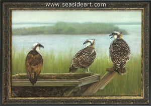 Osprey and Fledglings