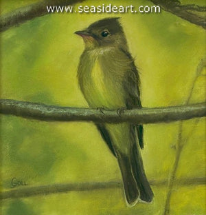 Goll-Pewee in Spring Wood