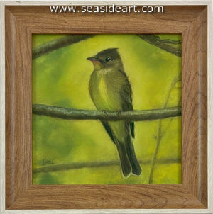 Goll-Pewee in Spring Wood