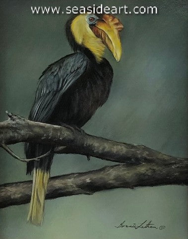 Perched (Wrinkled Hornbill)