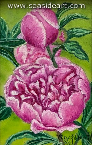 Perky Pink Peony