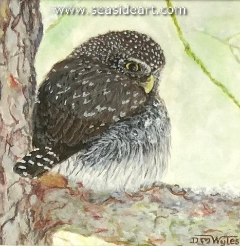 Wyles-Pygmy Owl in the Falling Snow