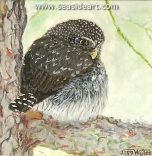 Wyles-Pygmy Owl in the Falling Snow