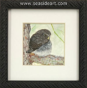 Wyles-Pygmy Owl in the Falling Snow