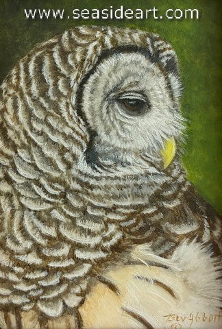 Portrait of a Barred Owl