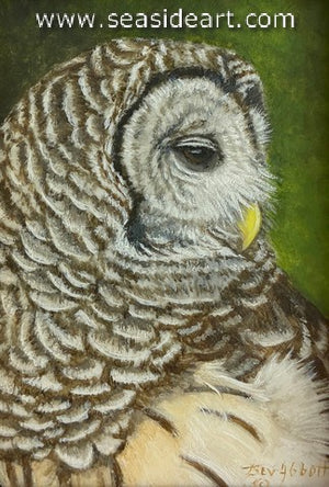 Portrait of a Barred Owl