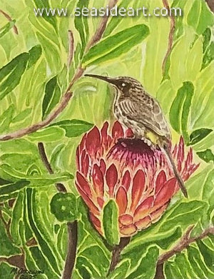 Goodwin-Protea Whisperer