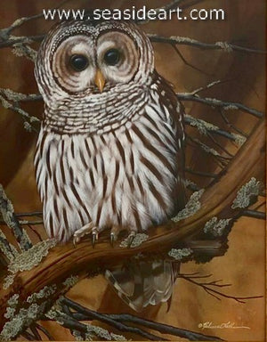 Quiet Perch (Barred Owl)