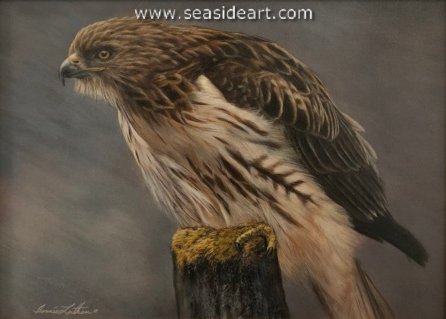 Ready to Pounce (Red-tailed Hawk)