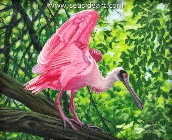 Roseate Spoonbill's Tree Perch