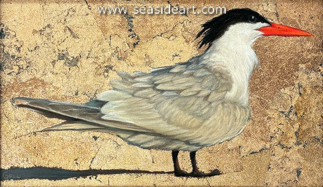 Goll-Royal Tern