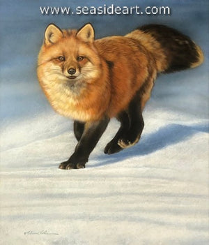 Scarlet Dash (Fox)