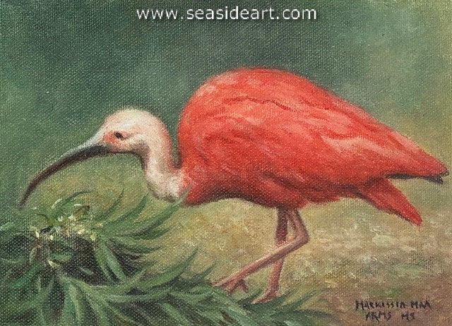 Touliatos-Scarlet Ibis