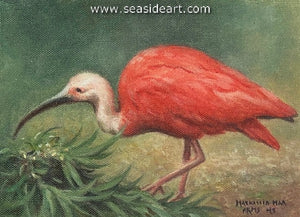 Touliatos-Scarlet Ibis