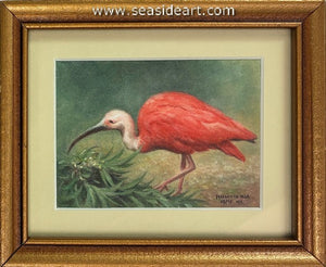 Touliatos-Scarlet Ibis