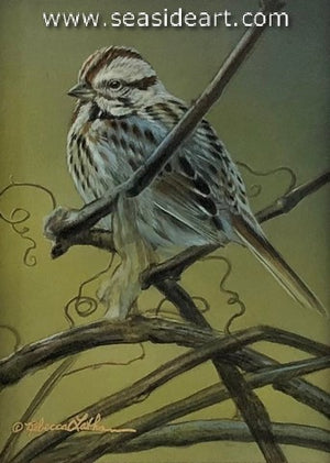Sparrow's Perch (Song Sparrow)