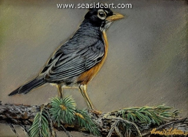 Latham B-Spring's Return (American Robin)