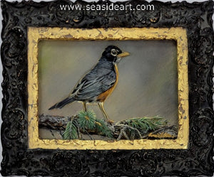 Latham B-Spring's Return (American Robin)