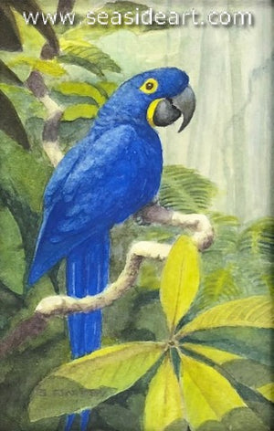 Ormsby-The Hyacinth Macaw