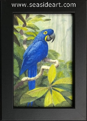 Ormsby-The Hyacinth Macaw