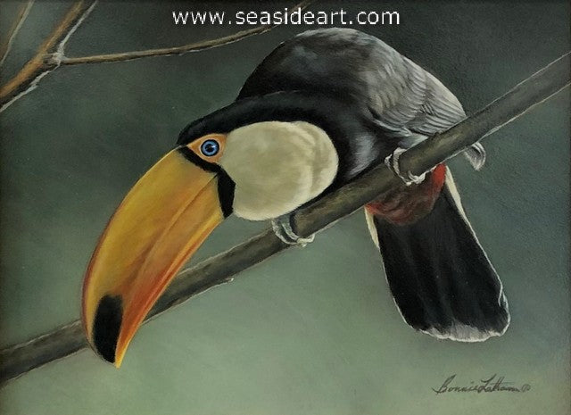Watching (Toco Toucan)