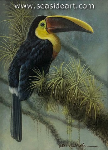 Soft Light (Yellow Throated Toucan)