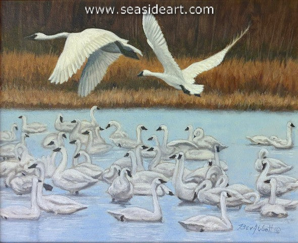 Abbott-Tundra Swan Flyover