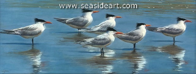 Weathercocking Terns