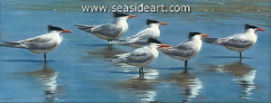Weathercocking Terns