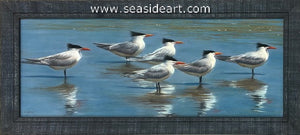 Weathercocking Terns